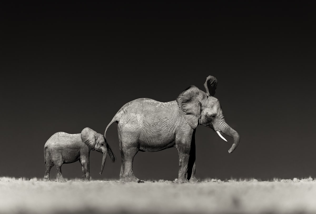 Mother and baby elephant in black and white