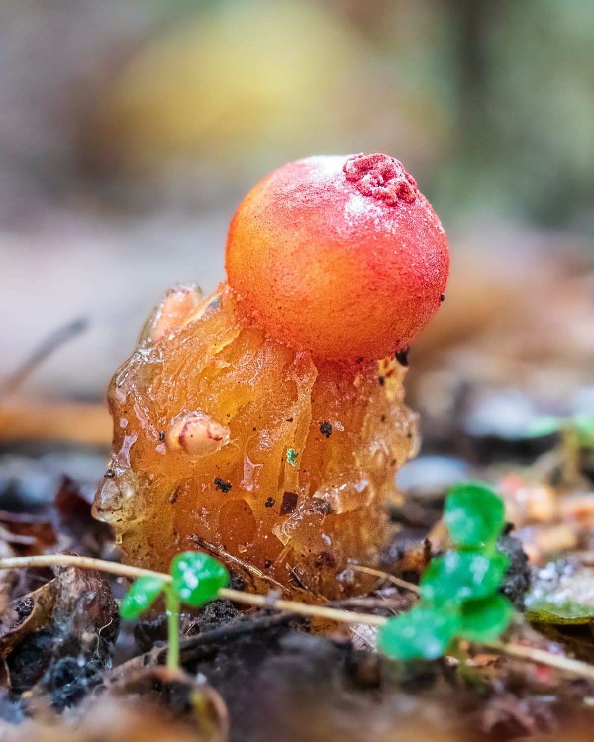 Fungi in the Forest