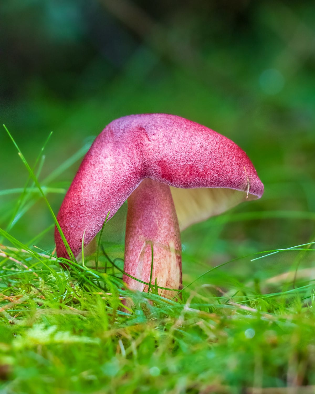 Mushroom Photography