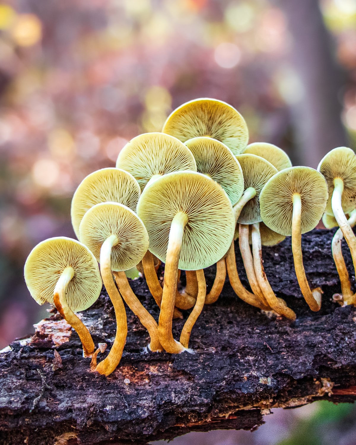 Mushroom Photography