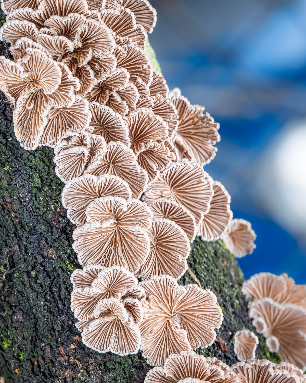 Fungi Photography by Barbora Batokova