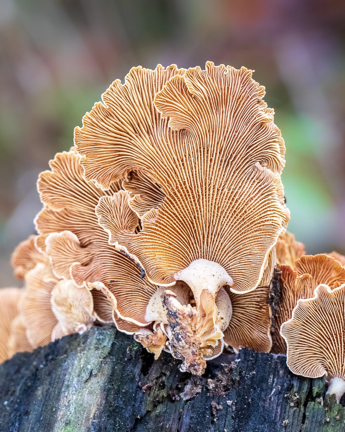 Mushroom Photography by Barbora Batokova