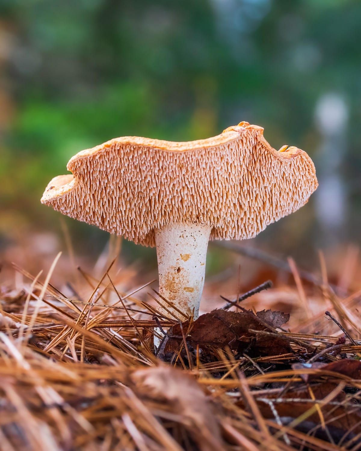 Mushroom in the Forest