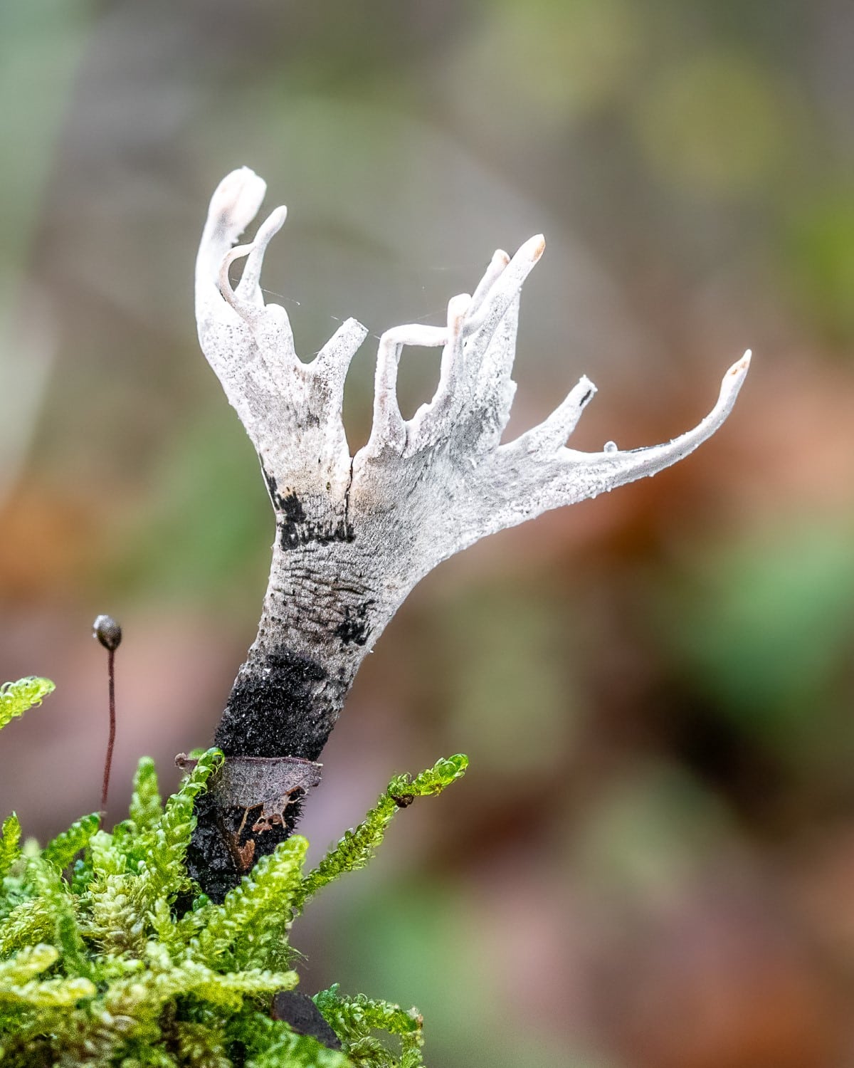 Fungi Photography by Barbora Batokova