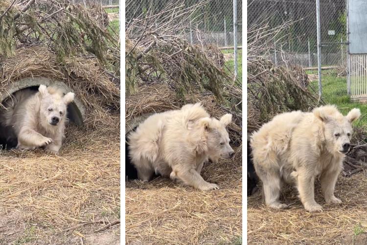 Screenshots of funny video showing a white bear emerging from hibernation with a tired face