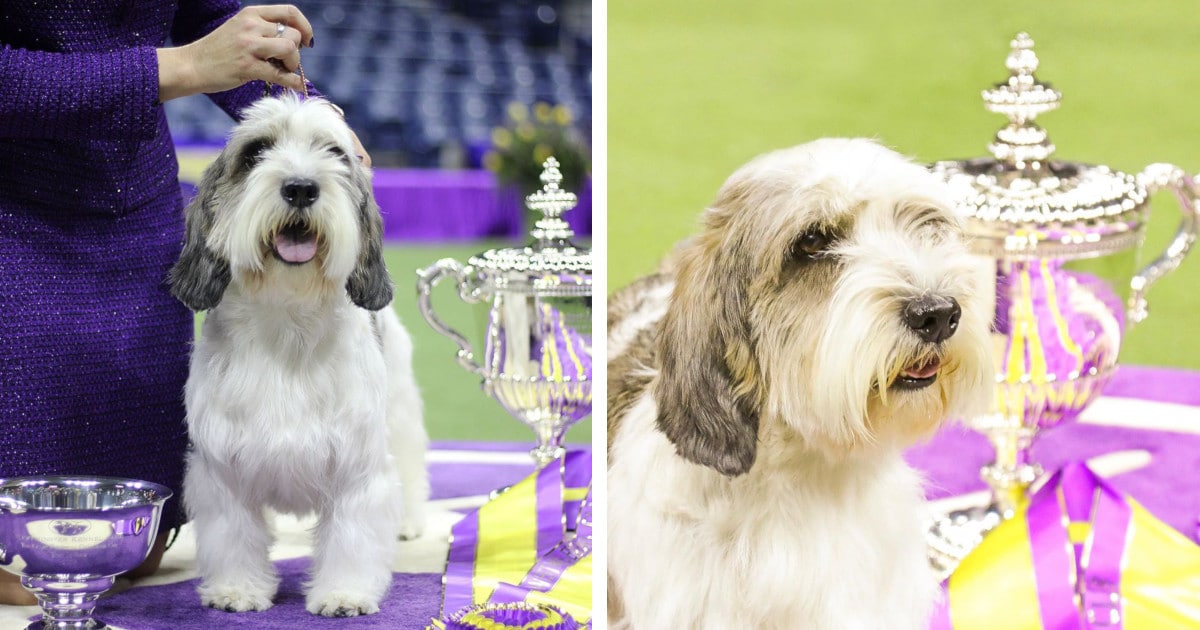 Buddy Holly Is the Winner of the 2023 Westminster Dog Show