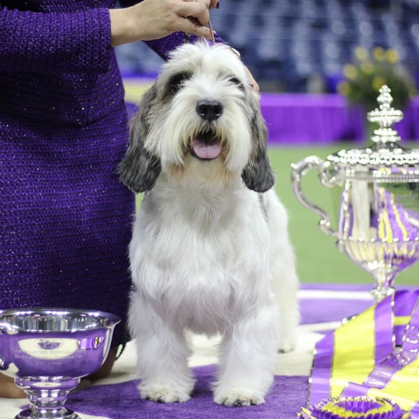 what age is the oldest dog in ireland