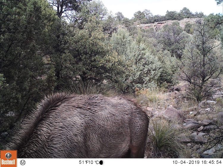 Mountain Lion Stalking Elk as Captured on a Trail Cam