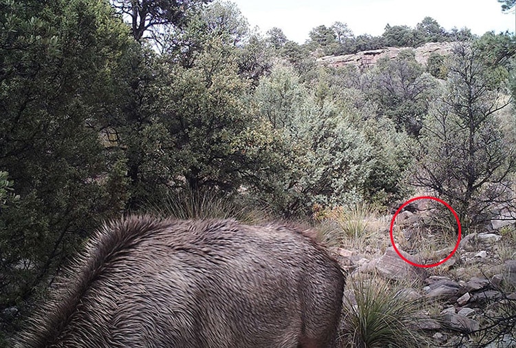 Mountain Lion Stalking Elk as Captured on a Trail Cam