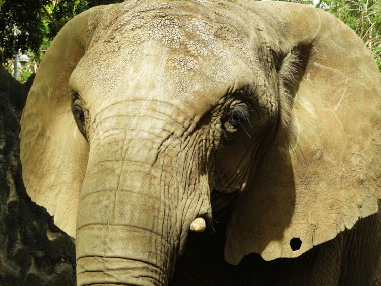 Close-up of Mundi the savannah elephant