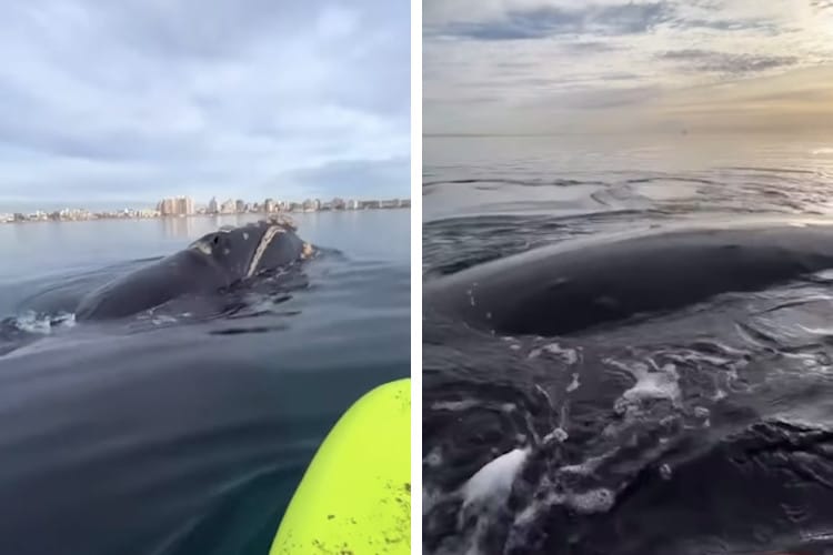 Screenshots of video showing whale approaching two paddlers in Puerto Madryn, Argentina