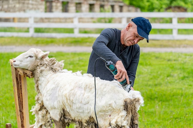 Shearing a Sheep