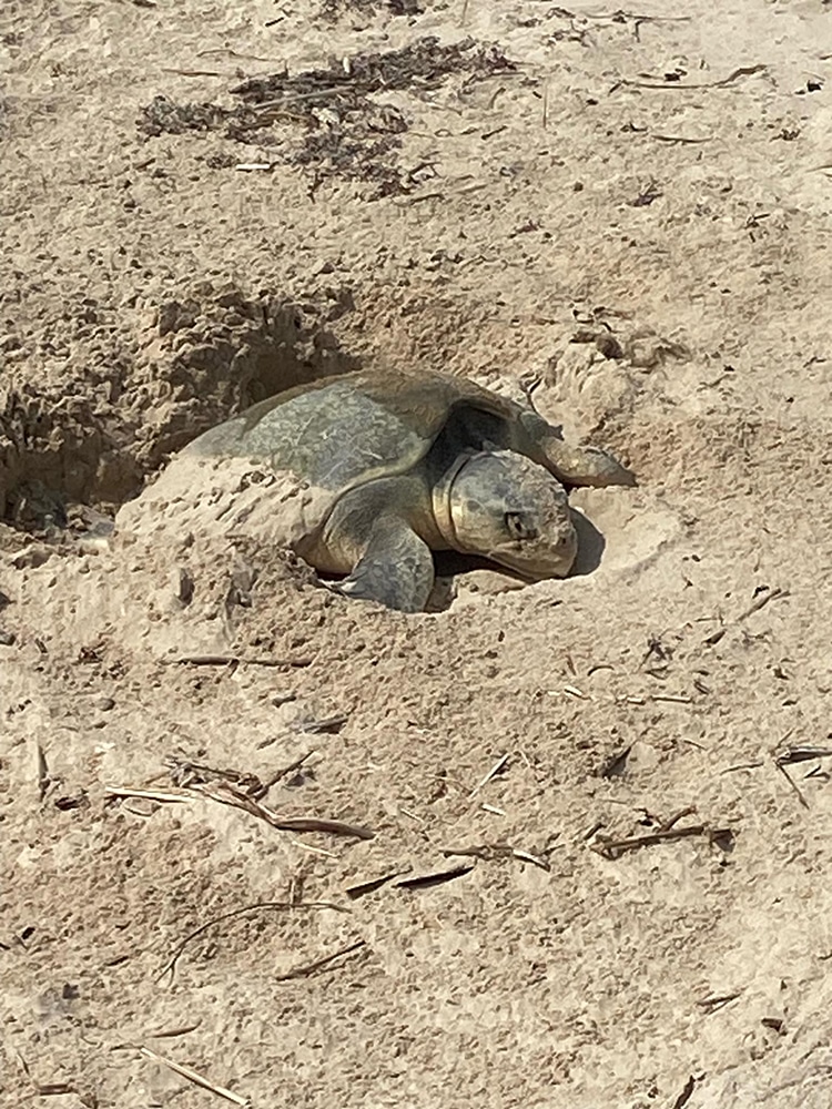 Texas Turtle Research Center Announces First Kemp’s Ridley Sea Turtle Nest of Season