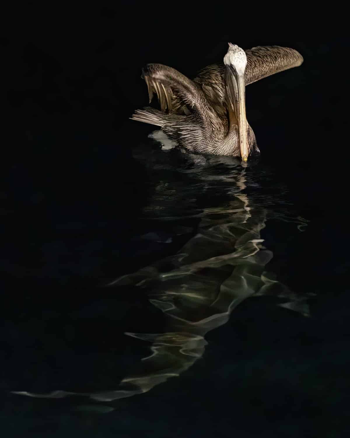 Brown pelican on the water with shark swimming below