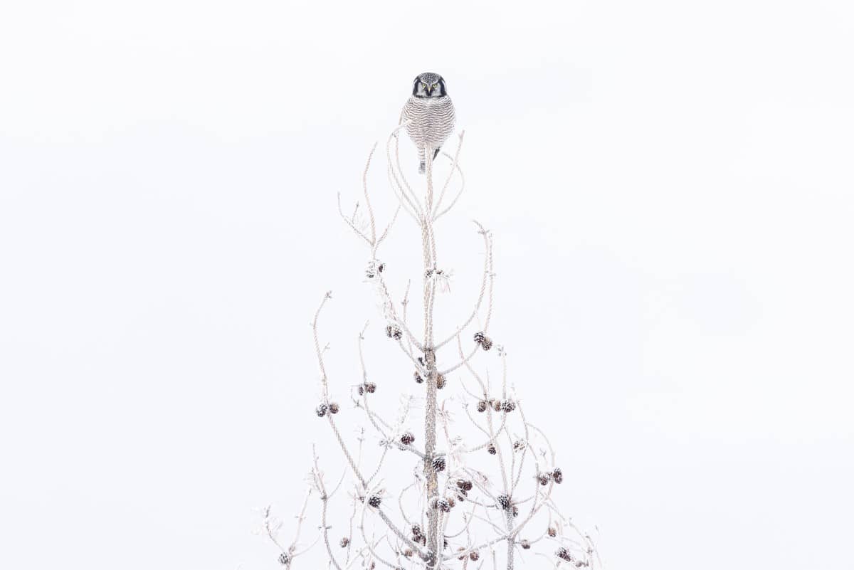 Northern Hawk Owl Perched on the Top of a Snowy Tree