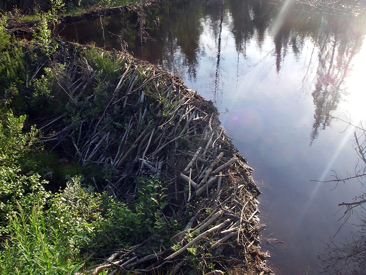 Historic Map Shows Beaver Dams Can Last Over a Century