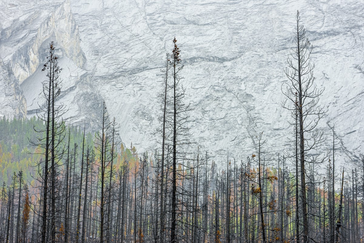 Dead Trees at Jasper National Park