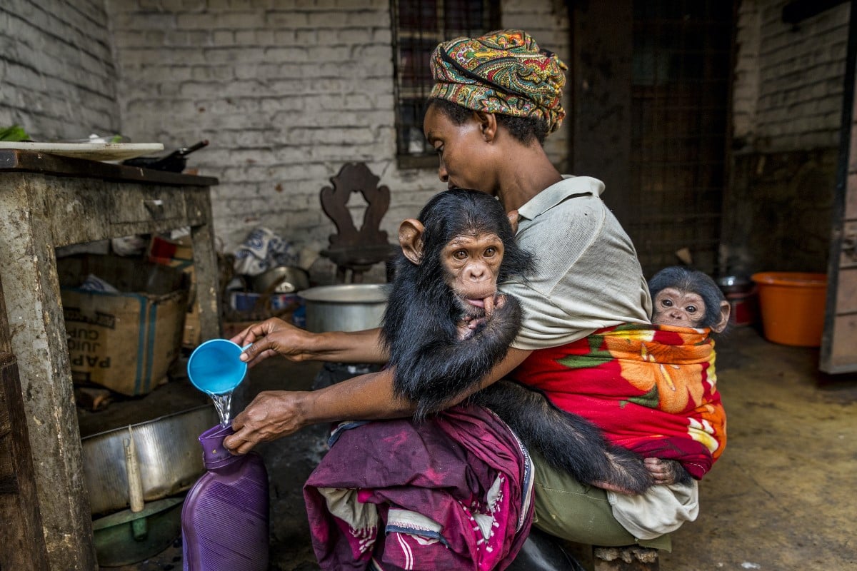 Orphaned chimp hugging caregiver at the Lwiro Primate Sanctuary in Kahuzi-Biega National Park in the Democratic Republic of the Congo