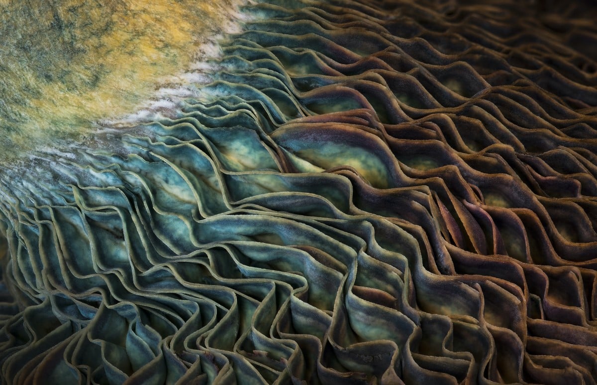 Detailed view of the gills of a milk cap mushroom