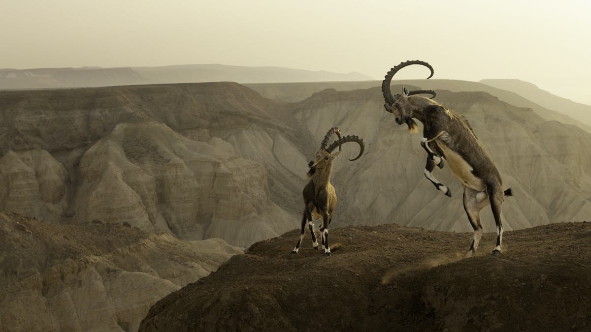 Nubian ibexes on a cliff