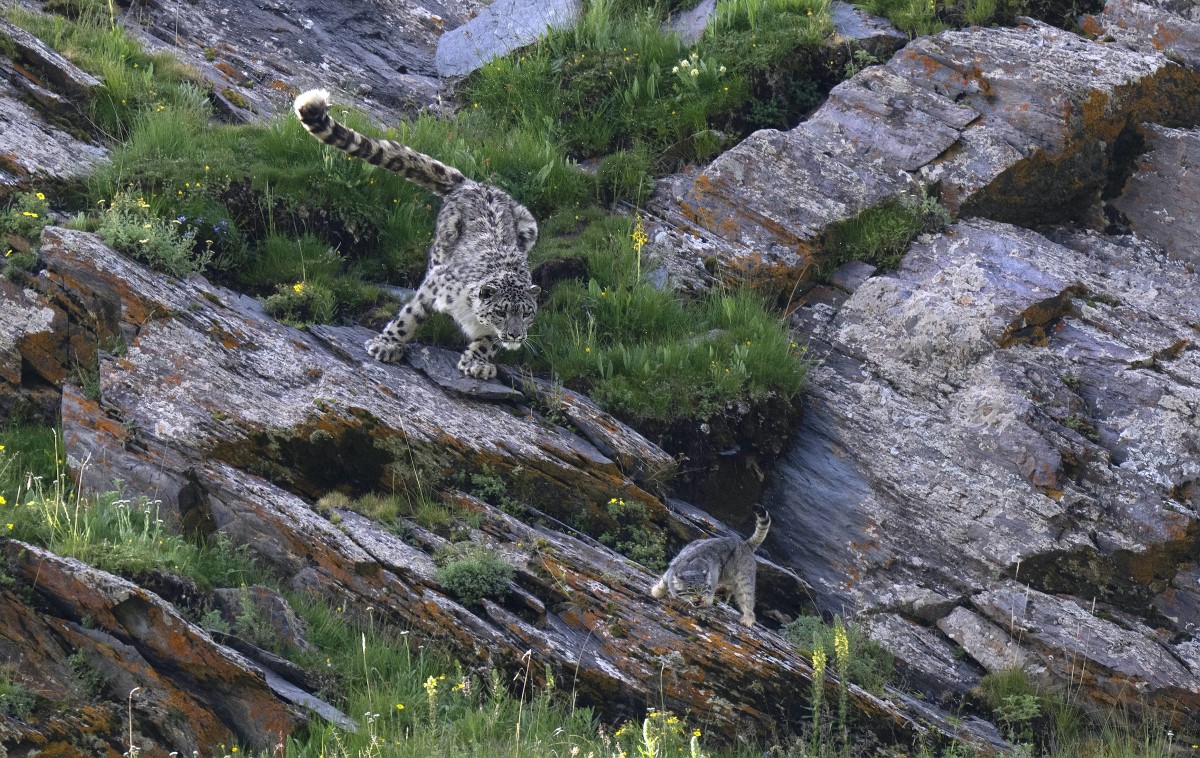 Snow Leopard Stalking a Pallas Cat in Tibet