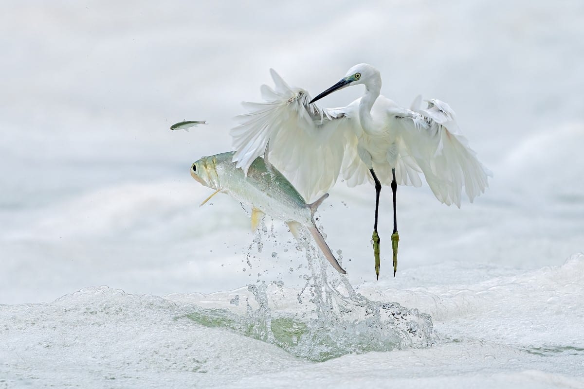 Little Egret Hunting a Fish