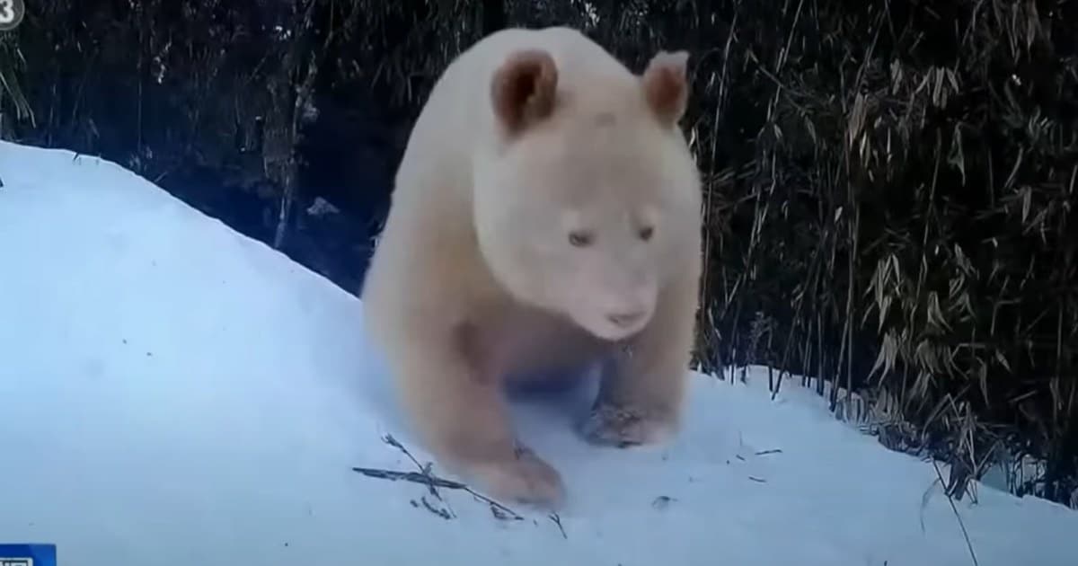 World's Only Albino Panda Caught on Film