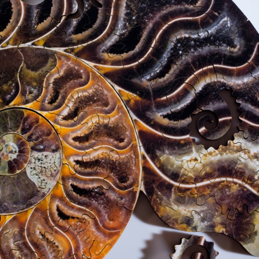 Ammonite Puzzle