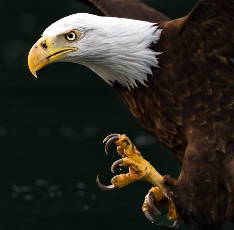 Stunning Videos Highlight Hunting Prowess of Bald Eagles