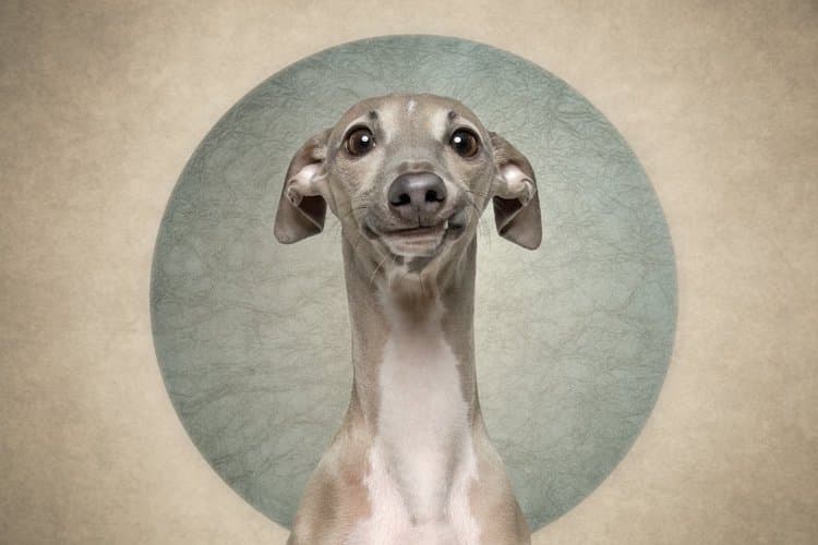 Funny Dog Photos by Belinda Richards