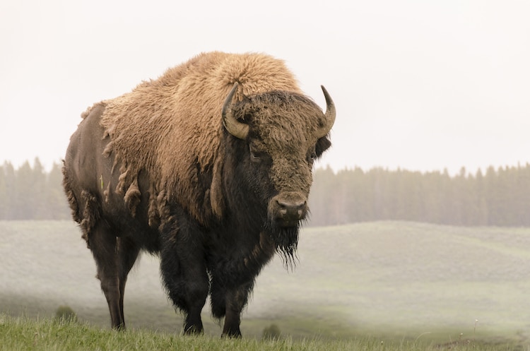 Bison in Yellowstone National Park