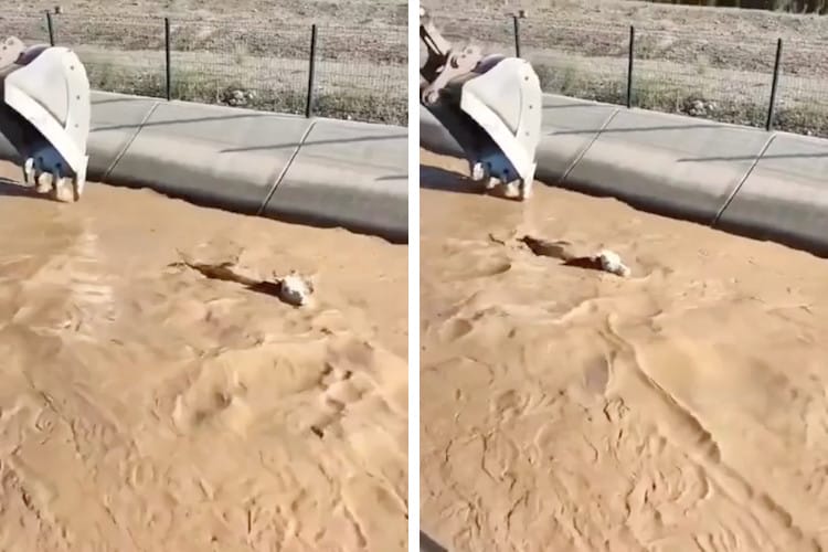 Screenshots of video showing a calf being rescued from a canal by an excavator