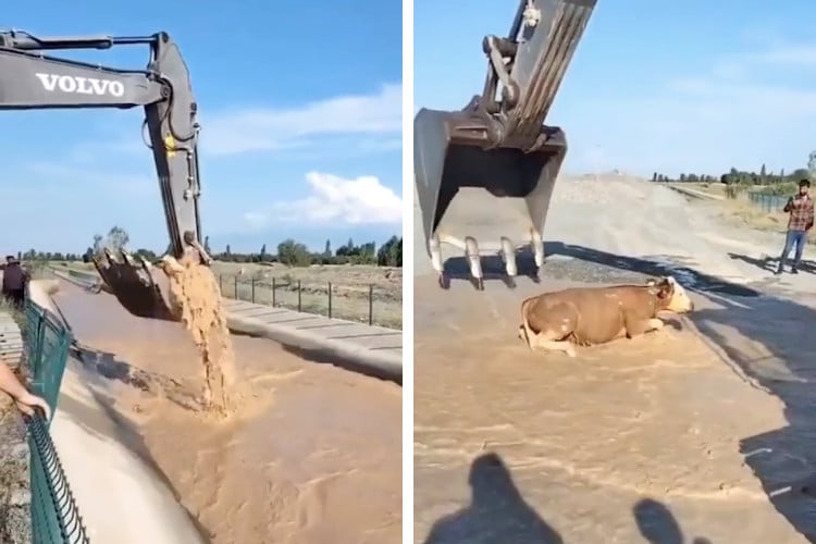 Screenshots of video showing a calf being rescued from a canal by an excavator