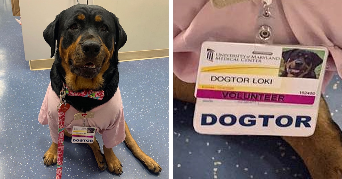 Loki the Rottweiler is Given Honorary Dogtorate
