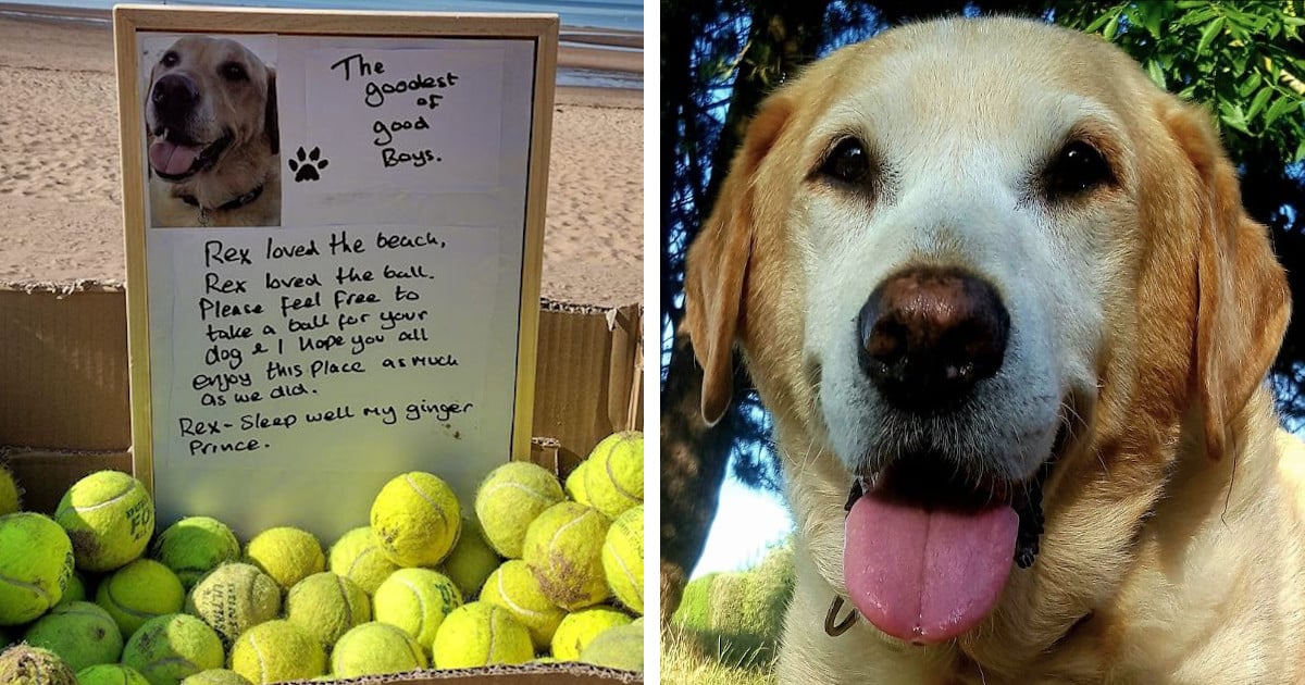 Man Pays Tribute to Late Dog by Leaving Box of Free Tennis Balls