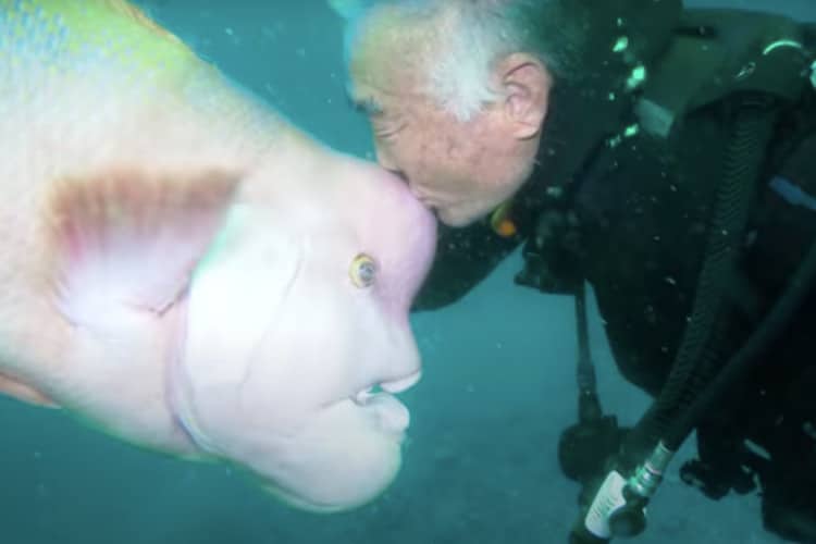 fish that looks like a human face