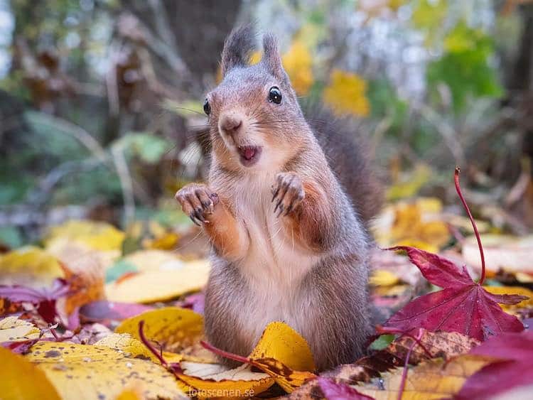 Squirrel Portrait by Johnny Kääpä