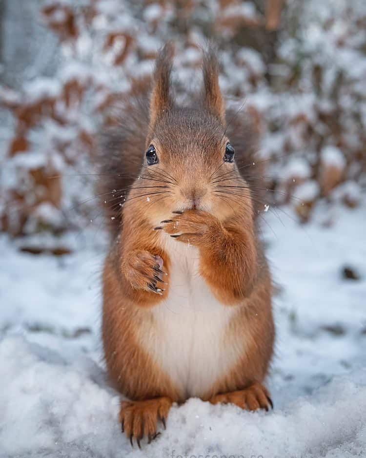 Squirrel Portrait by Johnny Kääpä