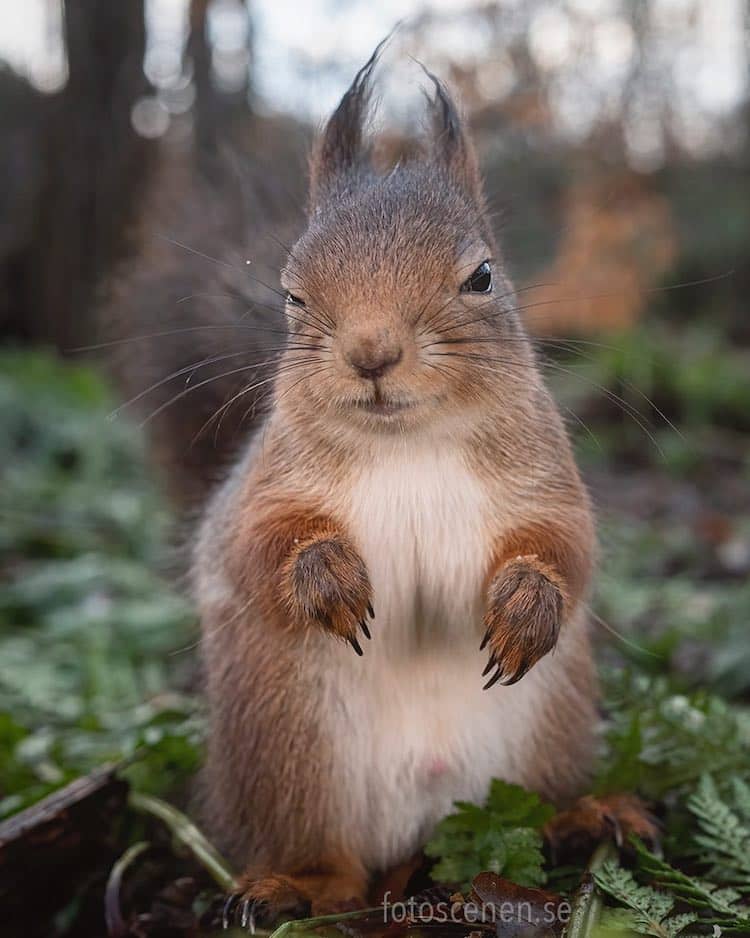 Squirrel Portrait by Johnny Kääpä