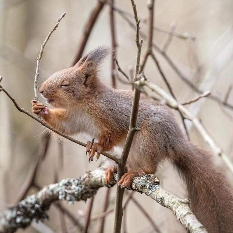 Squirrel Portrait by Johnny Kääpä