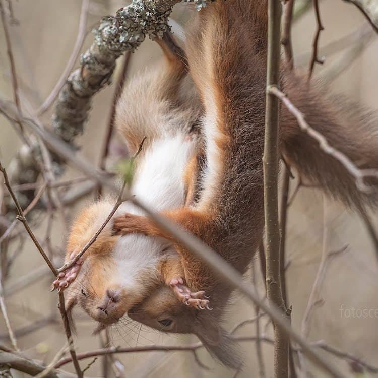 Squirrel Portrait by Johnny Kääpä