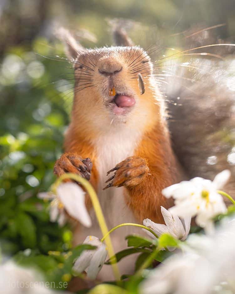 Squirrel Portrait by Johnny Kääpä