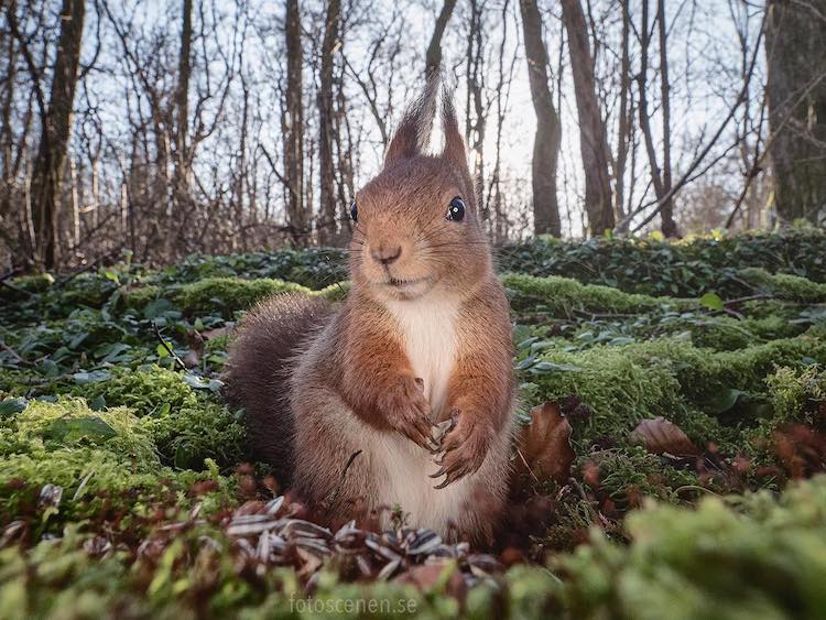 Squirrel Portrait by Johnny Kääpä