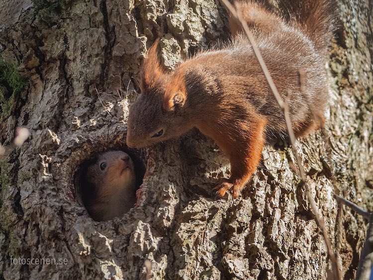 Squirrel Portrait by Johnny Kääpä