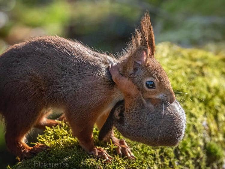 Squirrel Portrait by Johnny Kääpä