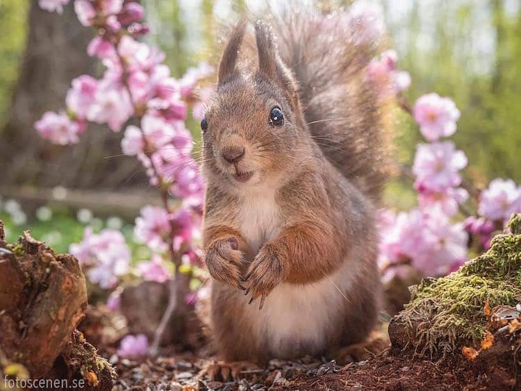 Squirrel Portrait by Johnny Kääpä