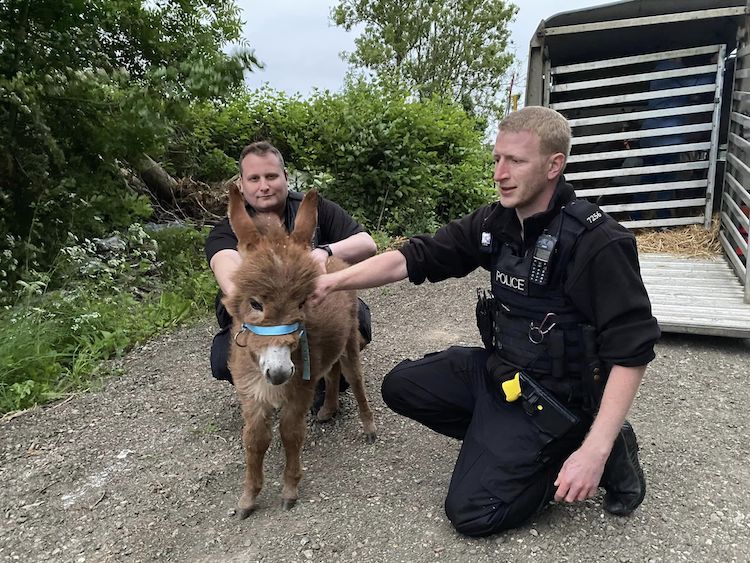 Moon the Donkey Was Returned to Its Farm After Being Stolen