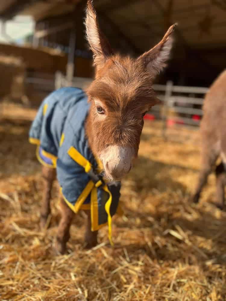 Moon the Donkey Was Returned to Its Farm After Being Stolen