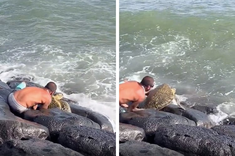 Screenshots of video showing a man rescuing a turtle that got stuck between rocks in Hawaii