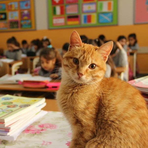 Lisa Farbstein, TSA Spokesperson on X: A @TSA officer was shocked to find  an orange cat inside a checked bag at @JFKairport after it went through the  X-ray unit. Traveler said the